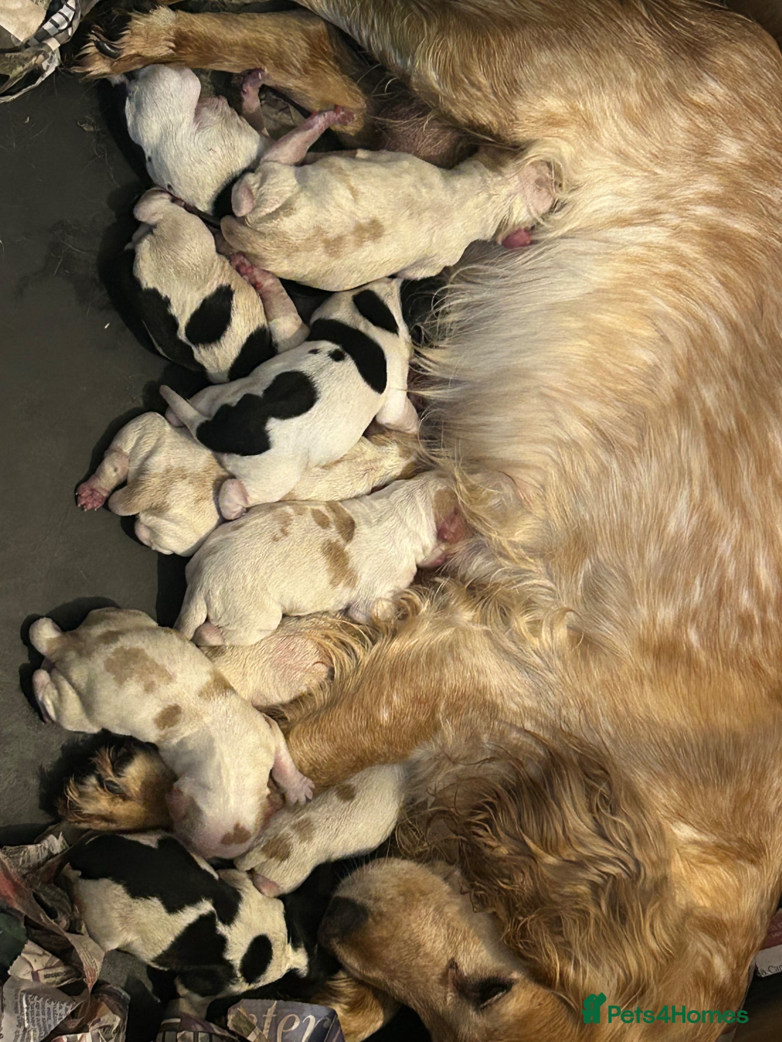 Mixed Breed dogs Beautiful Cocker cross Brittany Spaniel Puppies - Advert 1