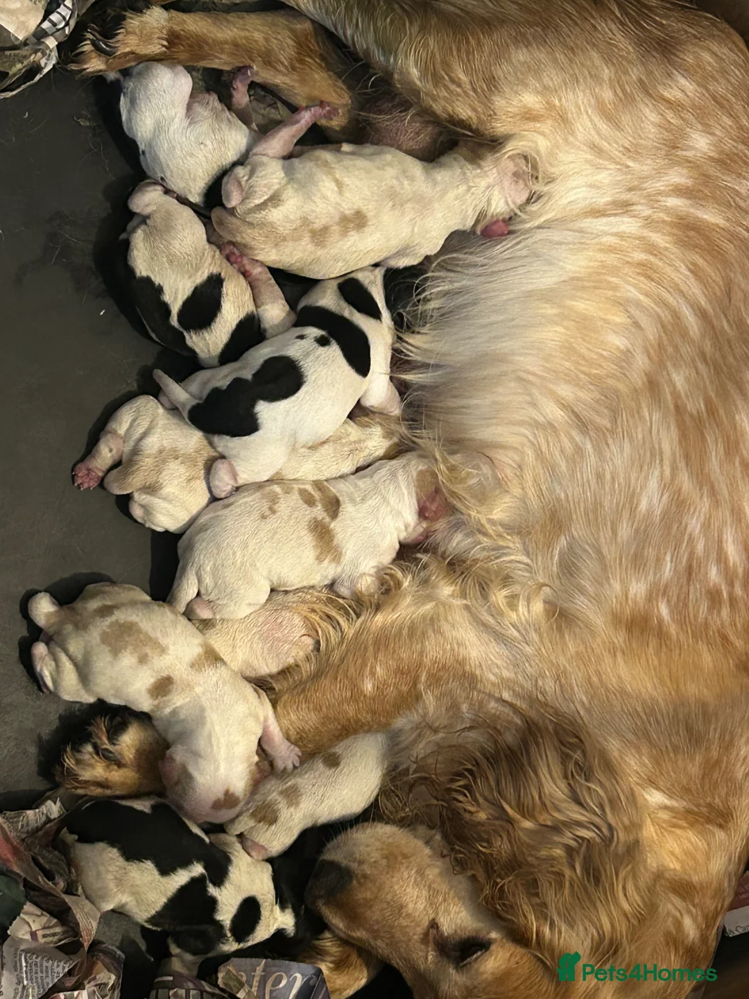 Mixed Breed dogs for sale: Beautiful Cocker cross Brittany Spaniel Puppies - Advert 1