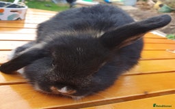 Mini Lop rabbits for sale: Friendly baby rabbits available to loving homes - Image 22