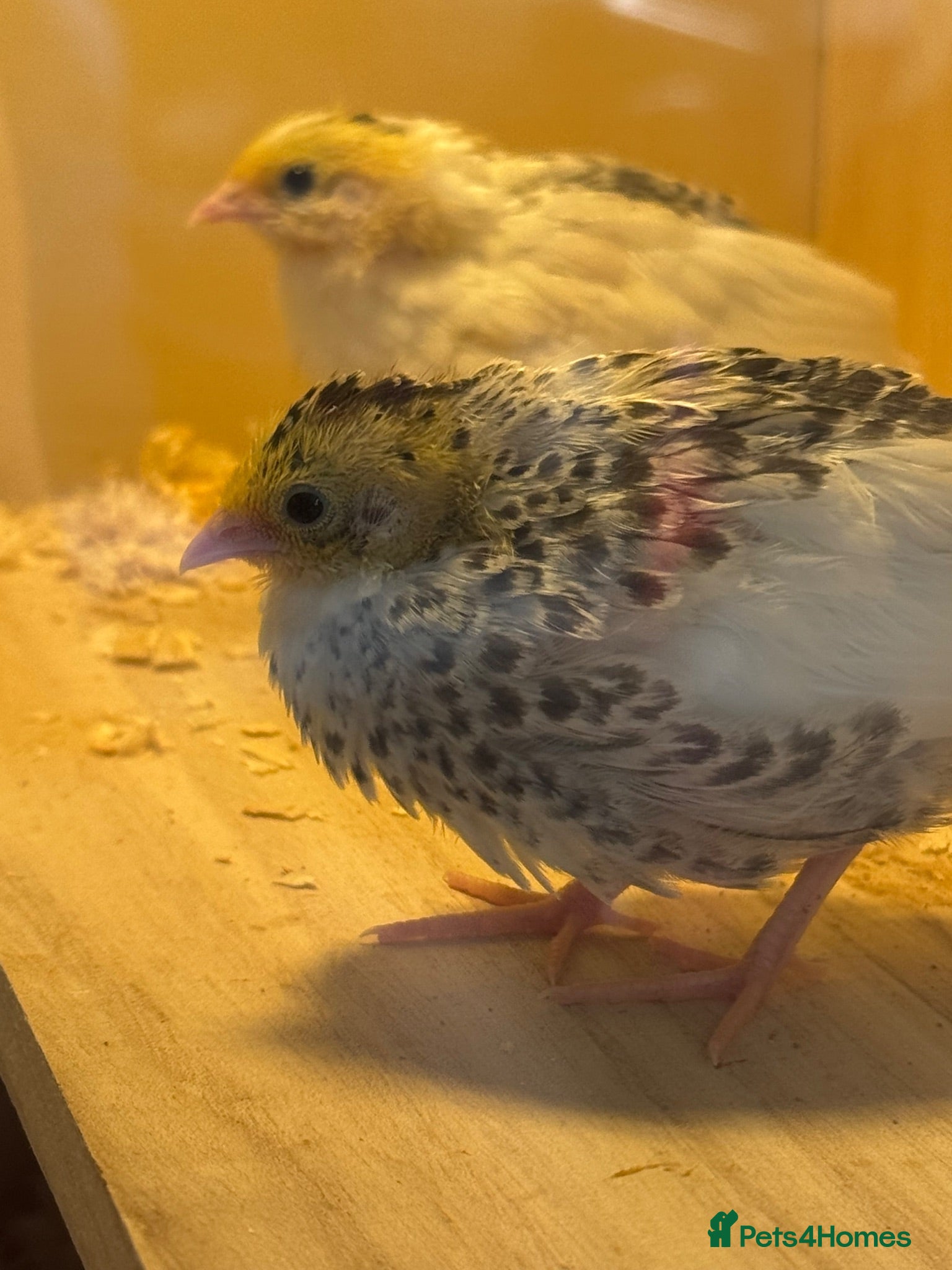Quail poultry Button quails  - Advert 4