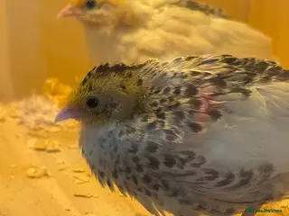 Quail poultry Button quails - Advert 4