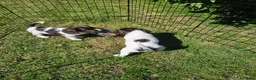 English Springer Spaniel dogs for sale: KC reg Springers, all bitch's - Advert 2