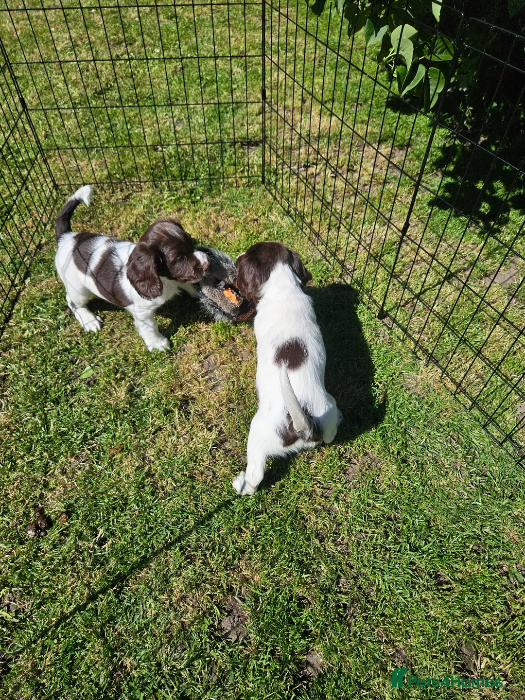 English Springer Spaniel dogs for sale: KC reg Springers, all bitch's - Advert 2