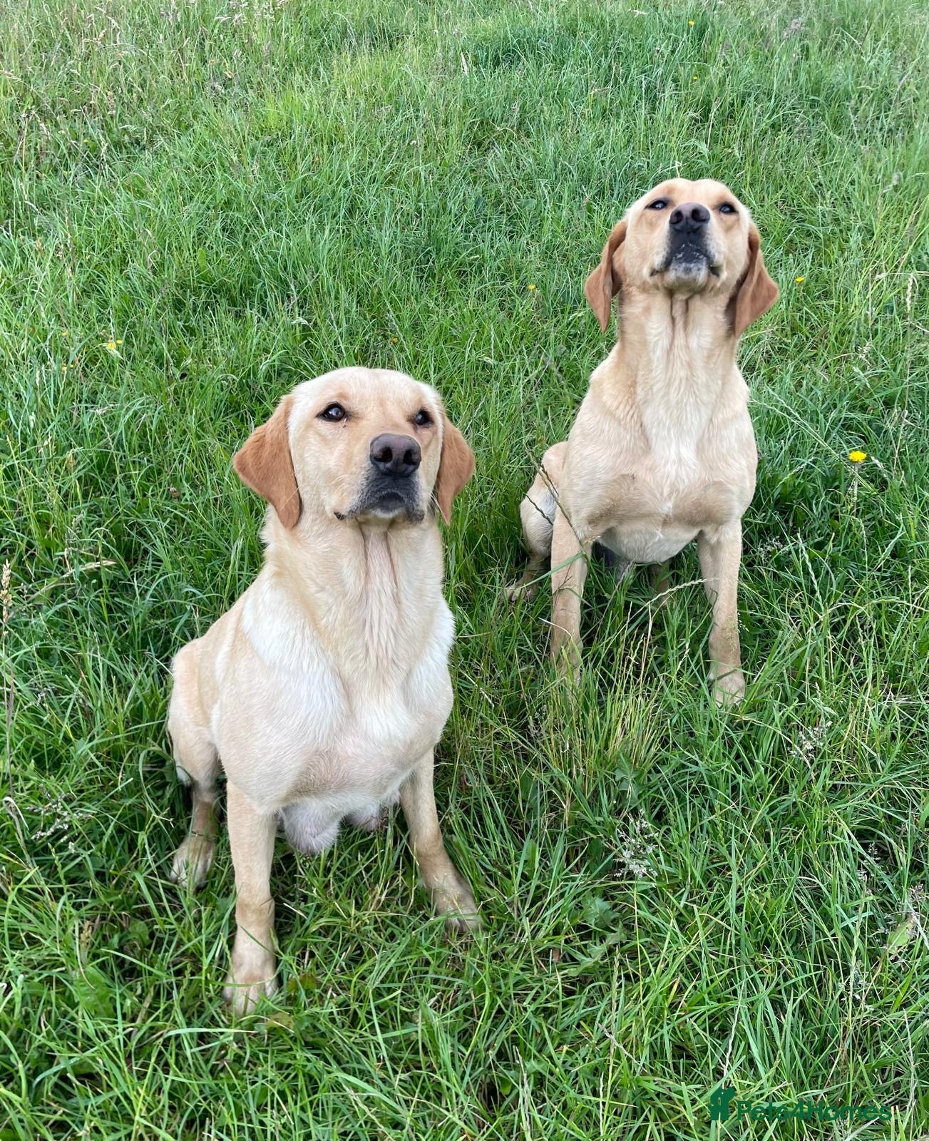 Labrador Retriever dogs KC Registered Puppies from Health Checked Parents  - Advert 2