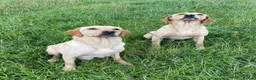 Labrador Retriever dogs for sale: KC Registered Puppies from Health Checked Parents  - Advert 8