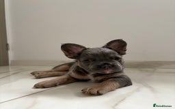 French Bulldog dogs for sale: 4 Fluffy French Bulldogs FOR SALE  - Image 6
