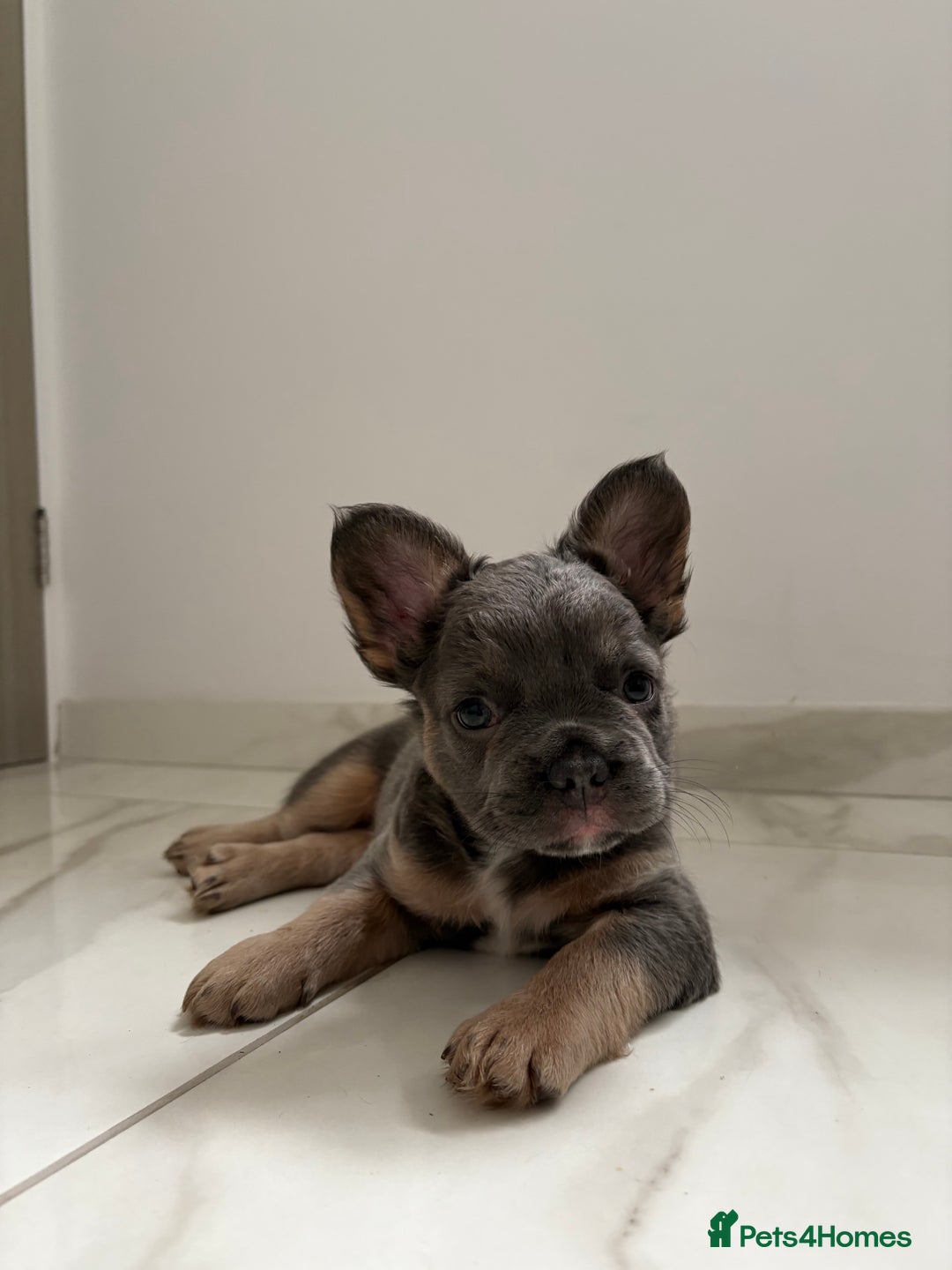 French Bulldog dogs for sale: 4 Fluffy French Bulldogs FOR SALE  - Image 6