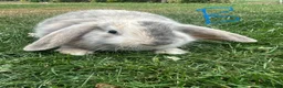 Mini Lop rabbits for sale: Mini Lop Rabbits For Sale  - Advert 9