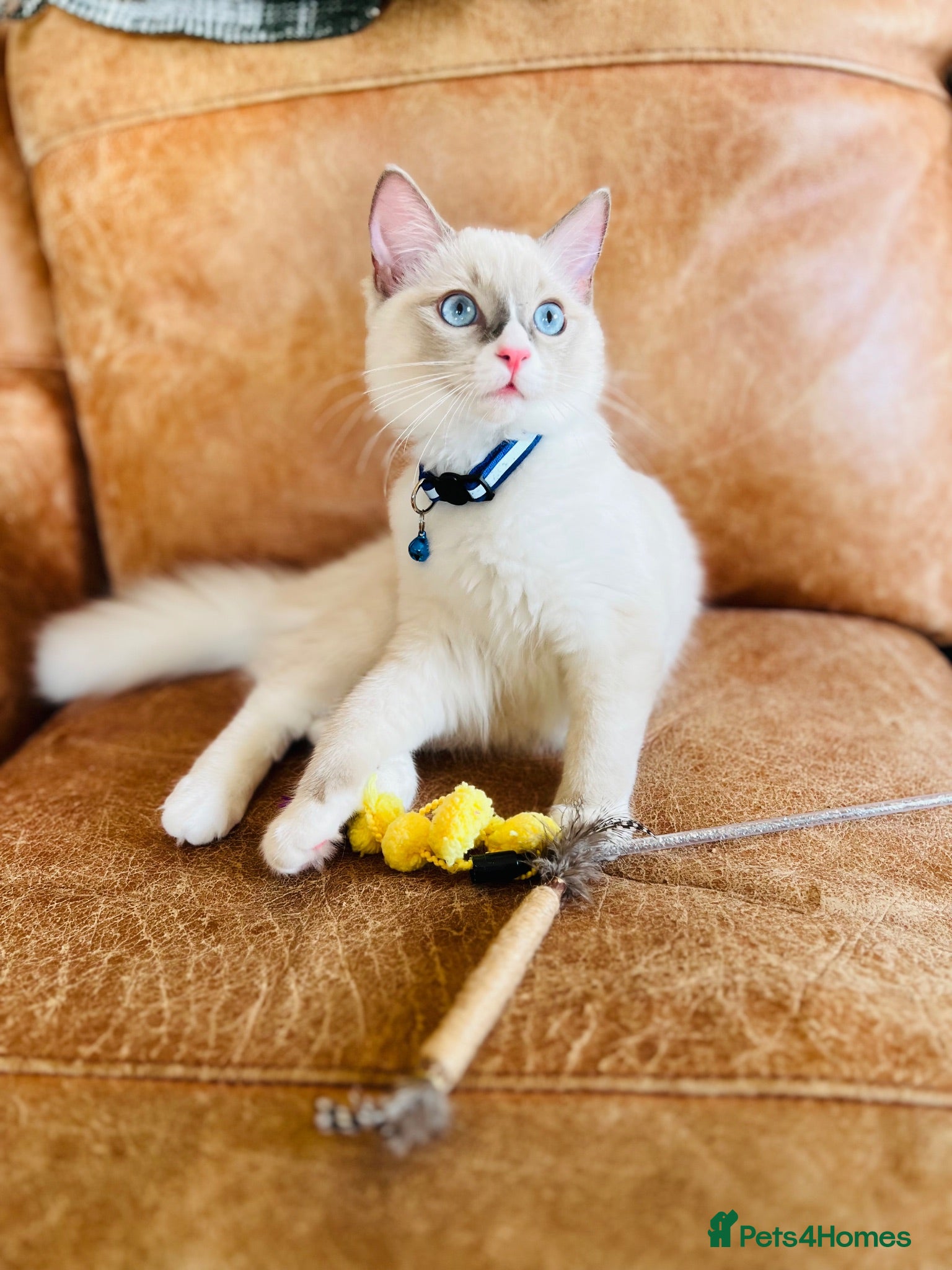 Ragdoll cats 🐈Pedigree Ragdoll Champion line 🏆 GCCF kitten - Advert 11