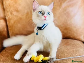 Ragdoll cats 🐈Pedigree Ragdoll Champion line 🏆 GCCF kitten - Advert 11