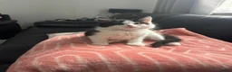Mixed Breed cats for sale: Beautiful kittens for rehoming - Advert 6