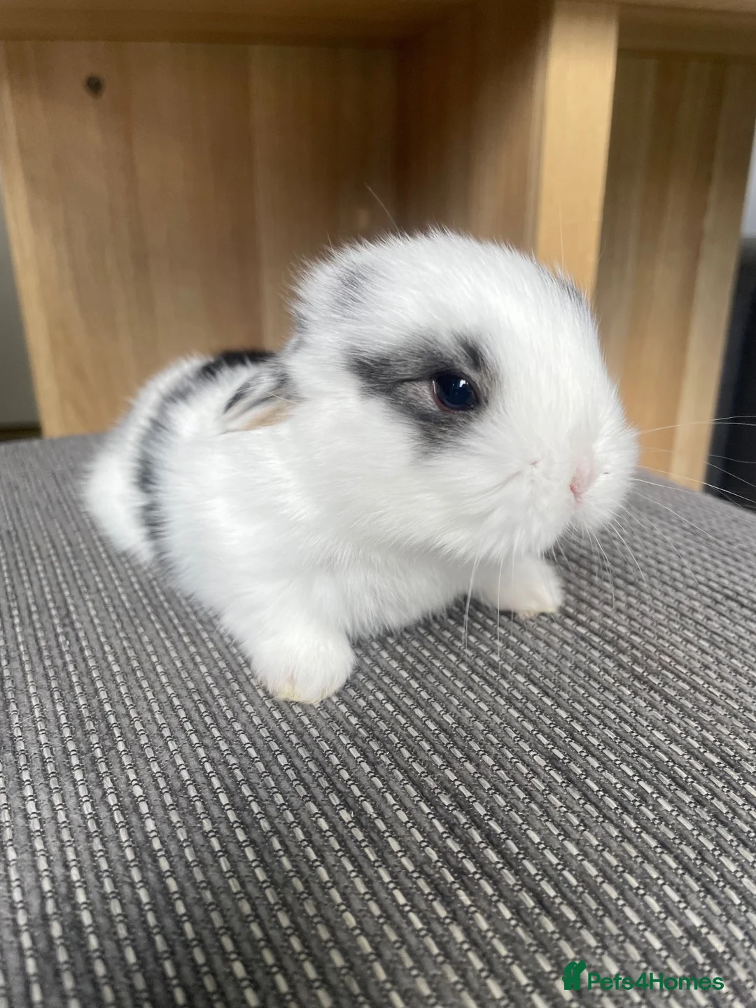 Mini Lop rabbits for sale: Mini lop bunnies ready by 15/9/26 - Advert 2