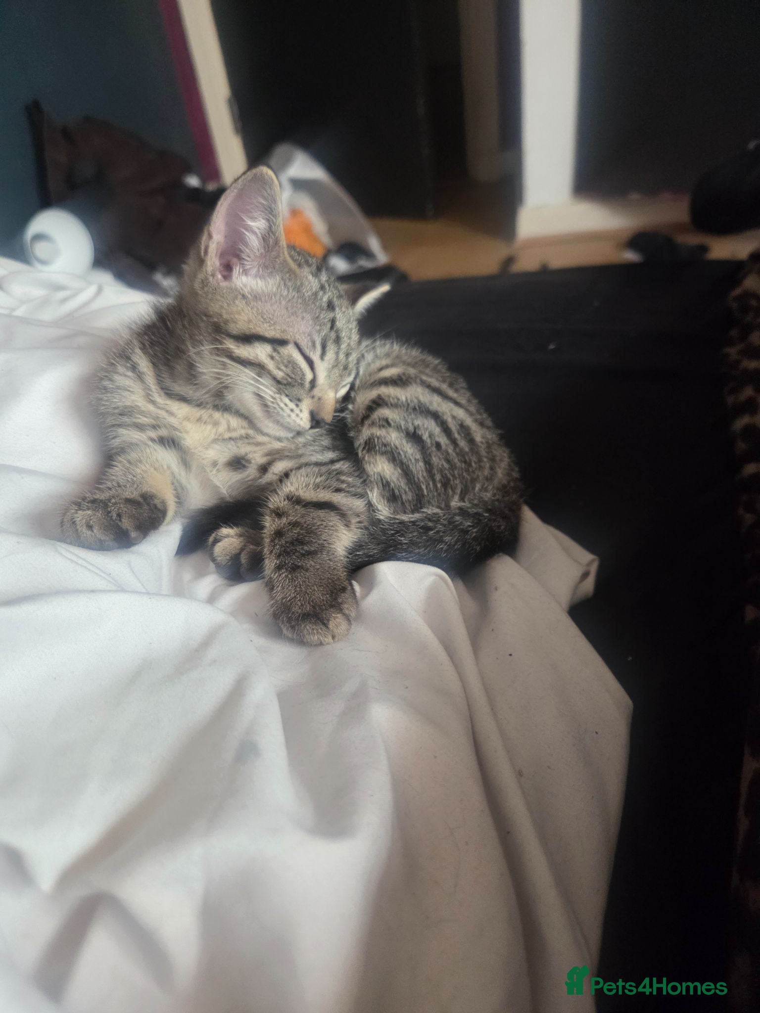 Mixed Breed cats Kittens for sale camden - Advert 3