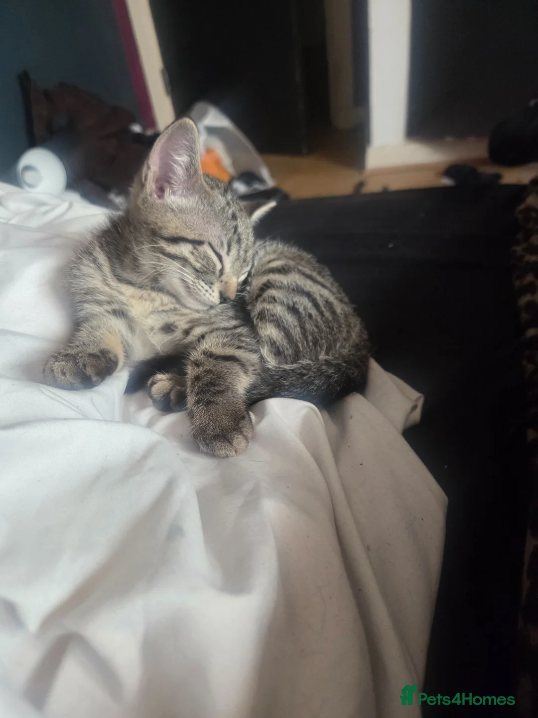 Mixed Breed cats for sale: Kittens for sale camden in London - Advert 1