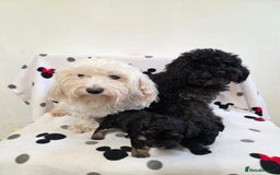 Maltipoo dogs for sale: Maltipoo Puppies 2 Beautiful Girls Available! - Image 12