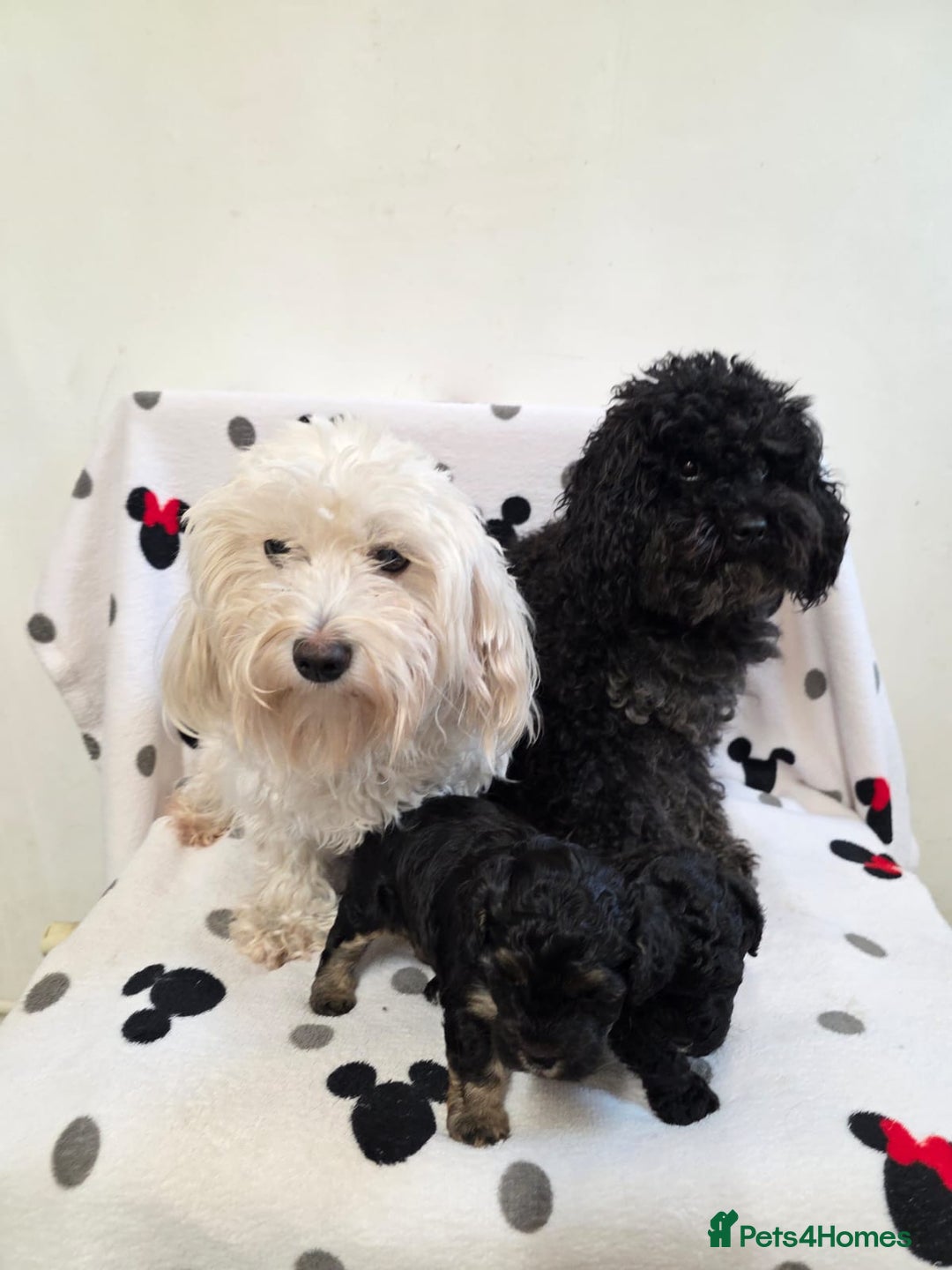 Maltipoo dogs for sale: Maltipoo Puppies 2 Beautiful Girls Available! - Image 12