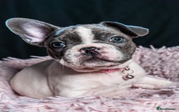 French Bulldog dogs for sale: 2 🟪 French bulldog mums carries fluffy‼️Ready now - Advert 25