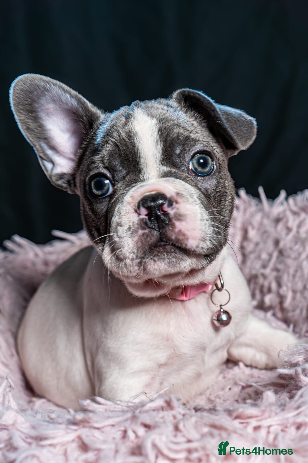 French Bulldog dogs for sale: 2 🟪 French bulldog mums carries fluffy‼️Ready now - Advert 25