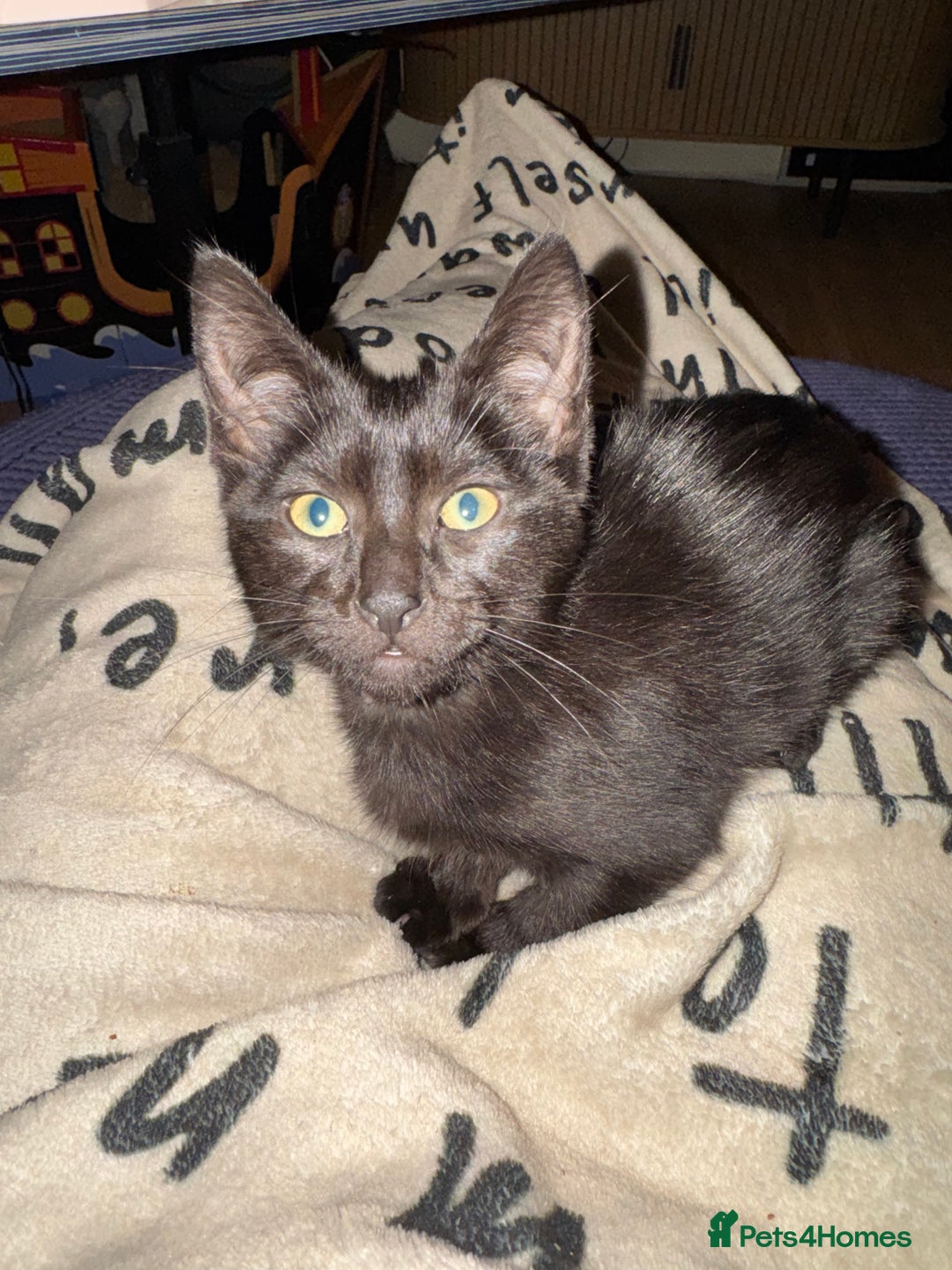 Mixed Breed cats for sale: Melanistic bengals/siamese’s (bengalese) - Advert 20