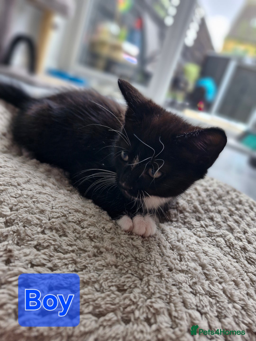 Ragdoll cats for sale: RAGDOLL MIX WITH BENGAL  - Image 4