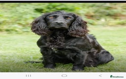 Cocker Spaniel dogs for sale: Black Cocker Spaniel Pups - Image 1