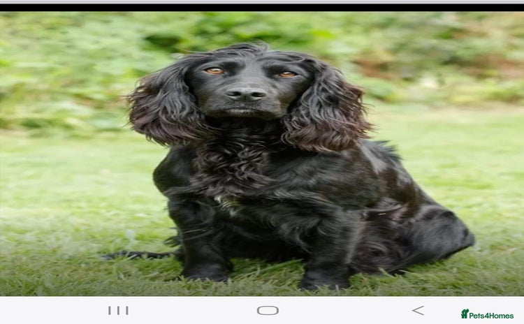 Cocker Spaniel dogs for sale - Advert 1