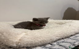 British Longhair cats for sale: Beautiful blues - Image 7