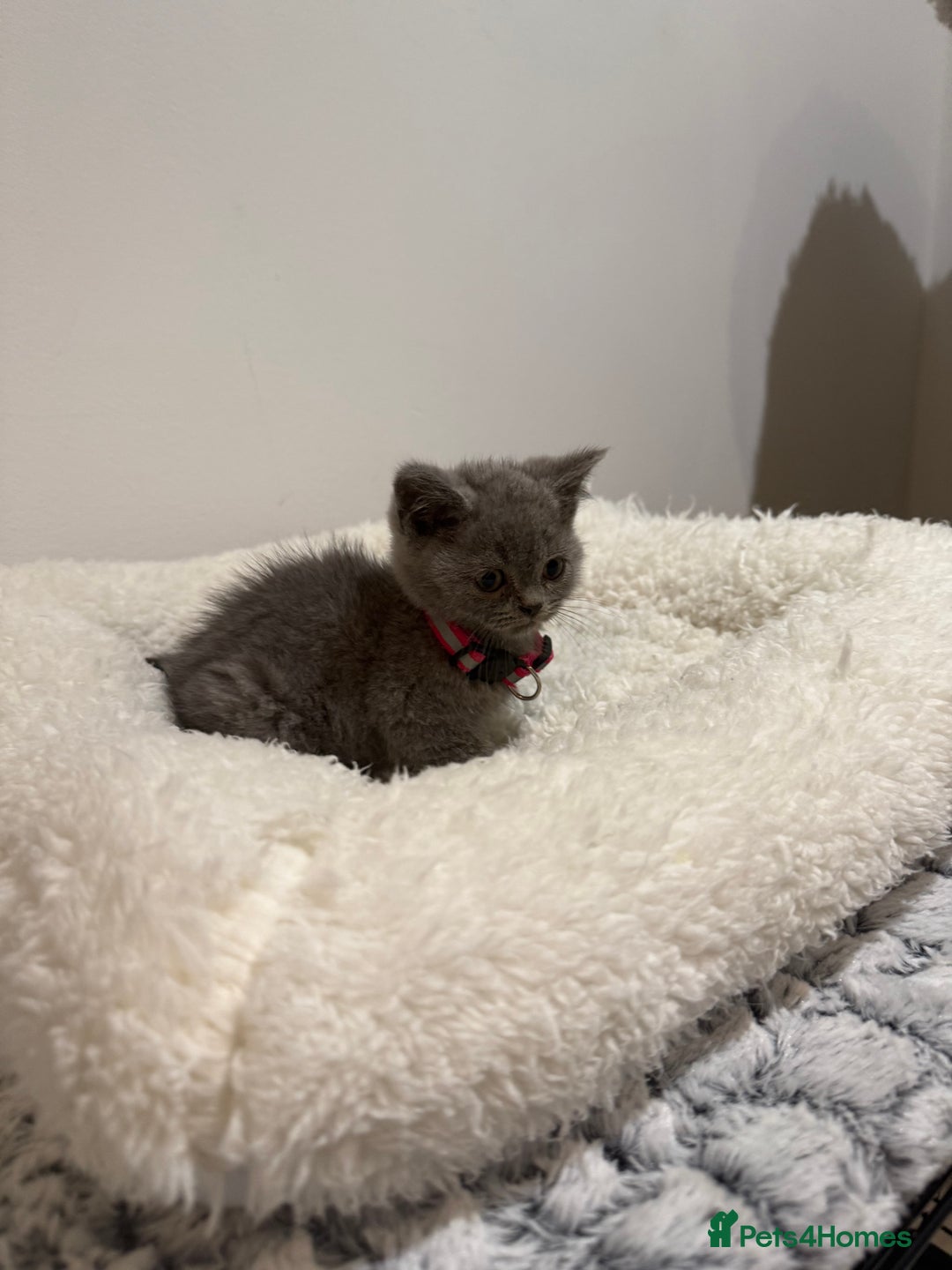 British Longhair cats for sale: Beautiful blues - Image 7
