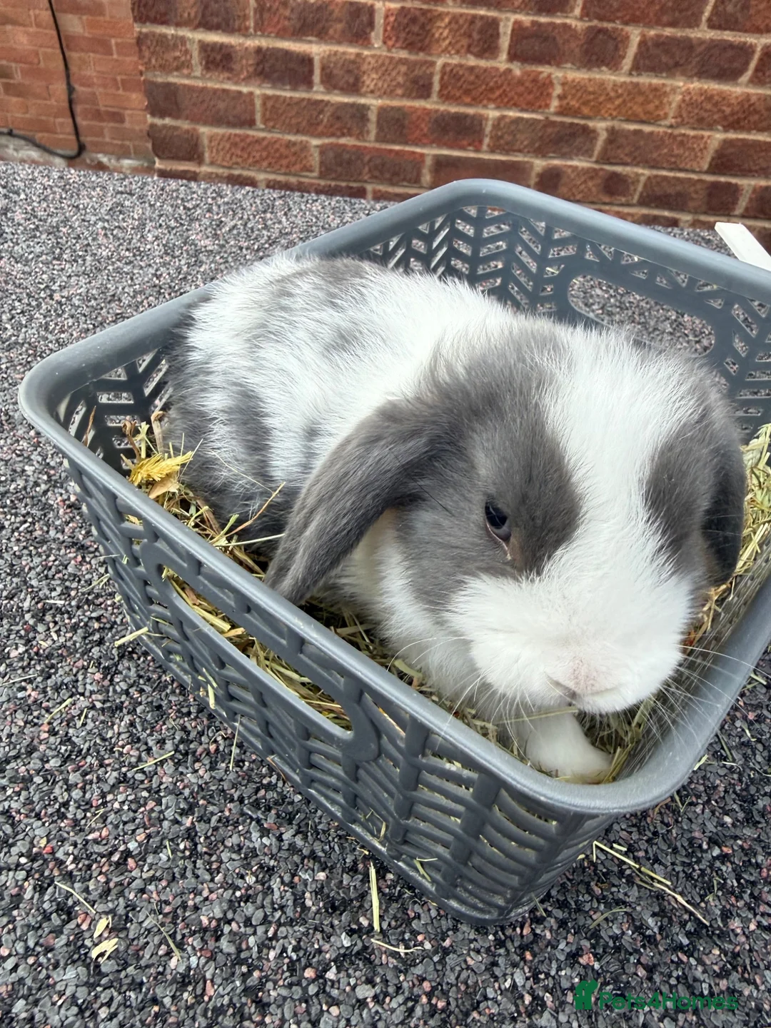 Mini Lop rabbits for sale: 8 week old mini lops. Ready now.  in Tamworth - Advert 17