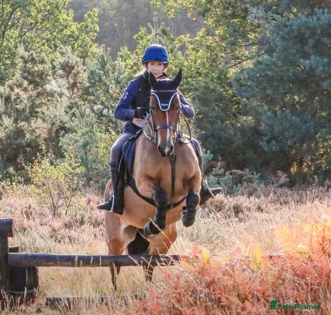 Welsh Section D horses for sale: Welsh D - Advert 2