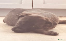 Mixed Breed dogs for sale: Puppy enzo  - Image 8