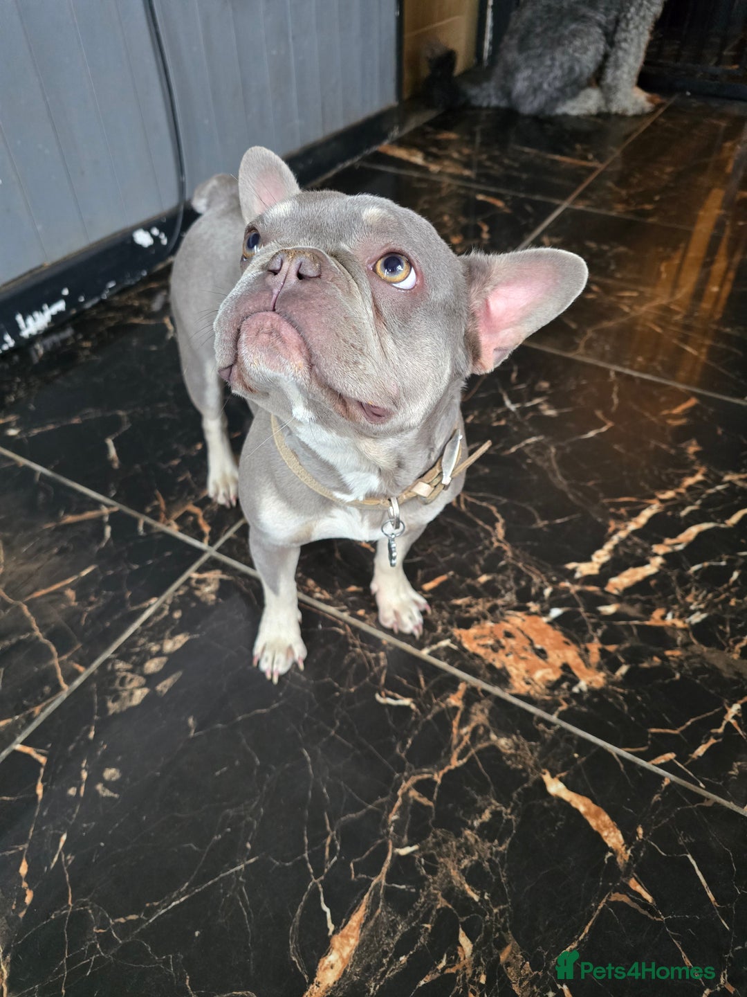French Bulldog dogs for sale: Stunning 16 month old frenchie girl for sale - Image 2