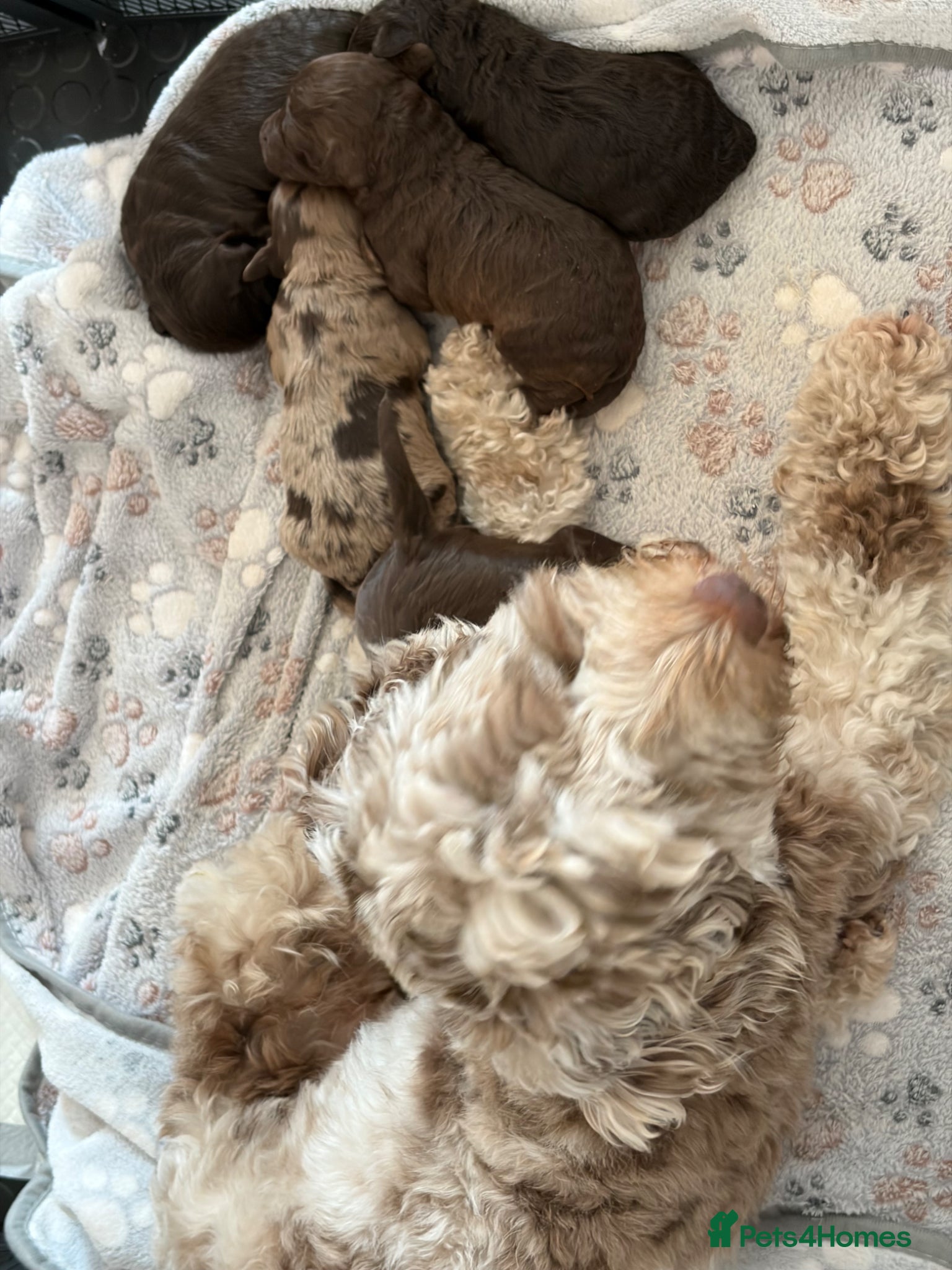 Cockapoo dogs 2 x Beautiful cockapoo puppies for sale  - Advert 14