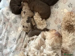 Cockapoo dogs 2 x Beautiful cockapoo puppies for sale - Advert 14