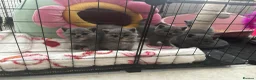 British Shorthair cats for sale: Blue & Blue Tortie Kittens GCCF Ready to leave Aug - Advert 1