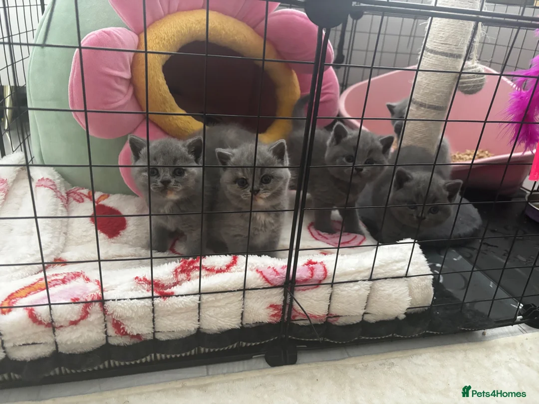 British Shorthair cats for sale: Blue & Blue Tortie Kittens GCCF Ready to leave Aug - Advert 1