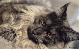 Maine Coon cats for stud: Tica Active Registered Black Smoke MaineCoon Stud in Heckmondwike - Image 3