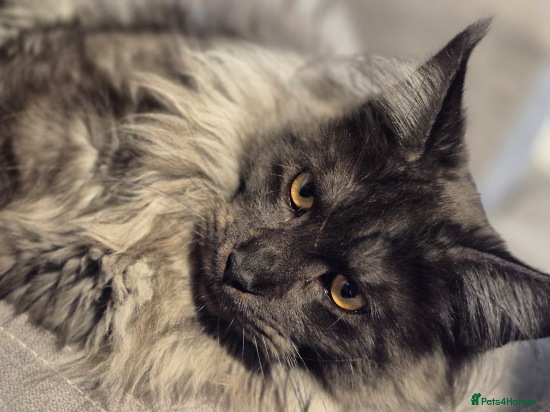 Maine Coon cats for stud: Tica Active Registered Black Smoke MaineCoon Stud in Heckmondwike - Image 3