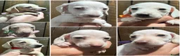 Miniature Dachshund dogs for stud: PALE CREAM MINI AT STUD - Advert 5