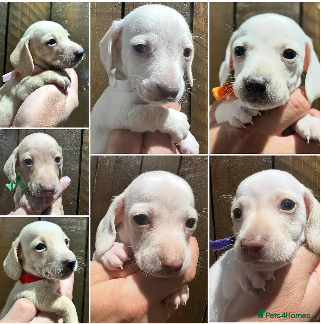 Miniature Dachshund dogs for stud: PALE CREAM MINI AT STUD - Advert 5