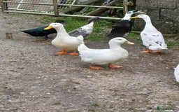 Ducks poultry for sale: Flock of 10 ducks, to be sold together 🦆 - Image 4