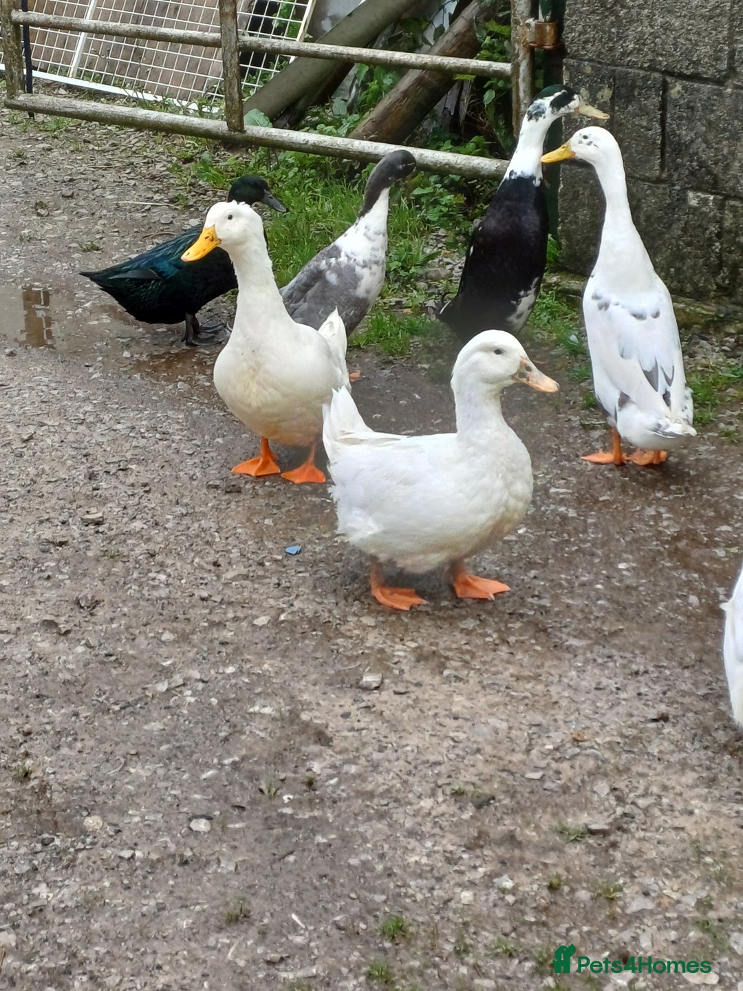 Ducks poultry for sale: Flock of 10 ducks, to be sold together 🦆 - Image 4