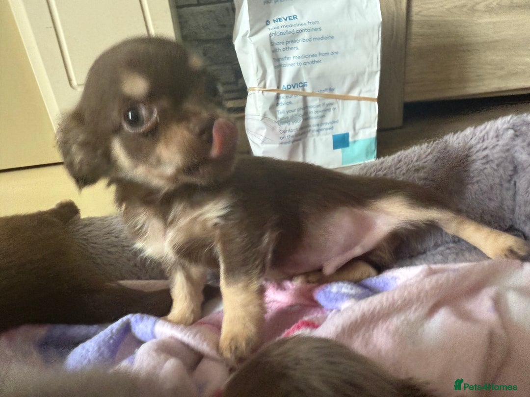 Chihuahua dogs for sale: Beautiful Chihuahuas - Image 5