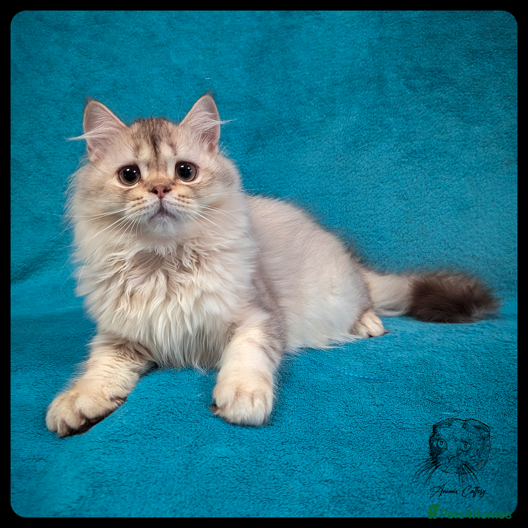 Scottish Fold cats for sale: TICA Registered Scottish kittens - Image 37