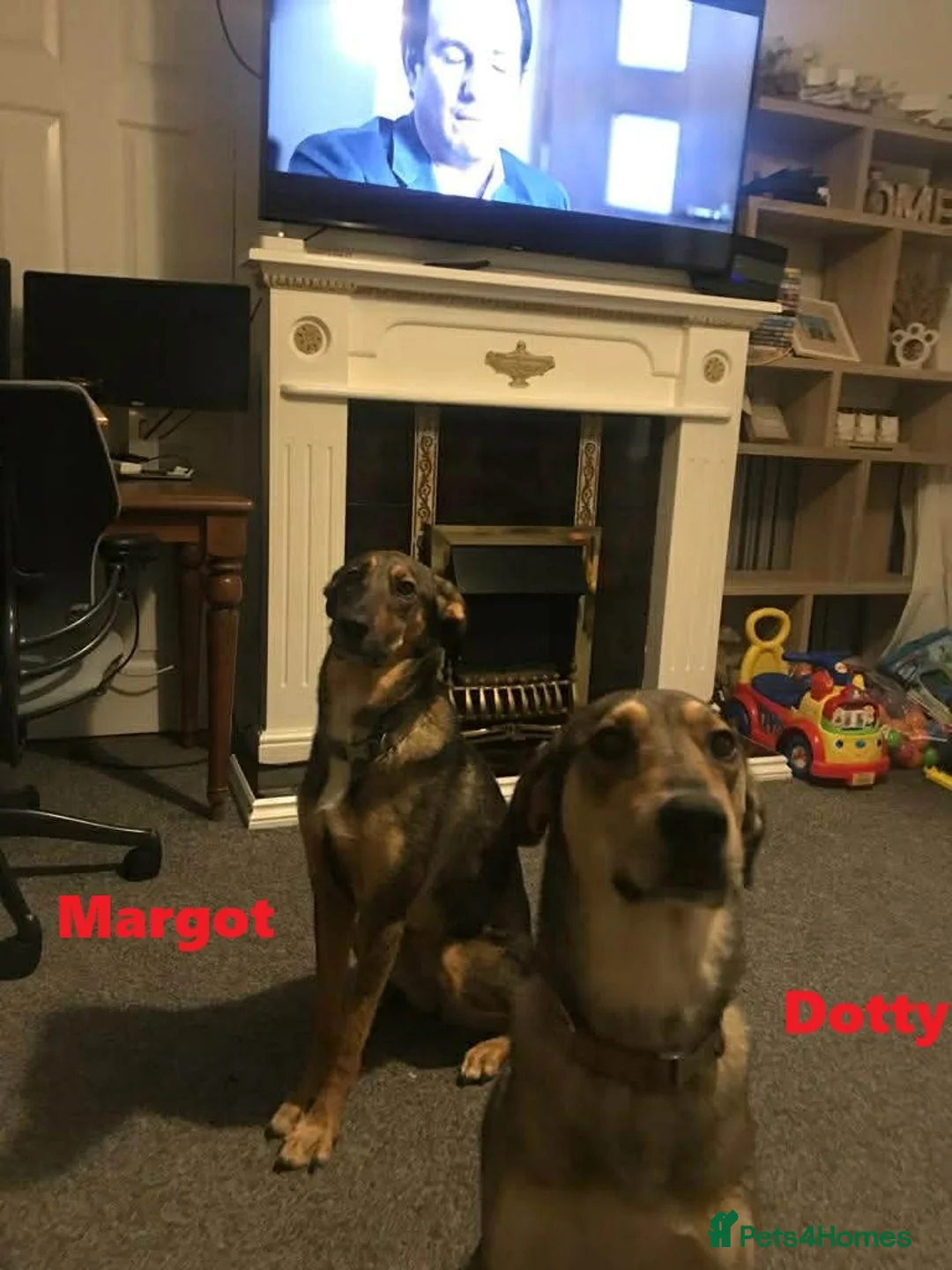 Mixed Breed dogs for adoption: MARGOT – 9 years old, Female, Mixed Breed - Advert 3