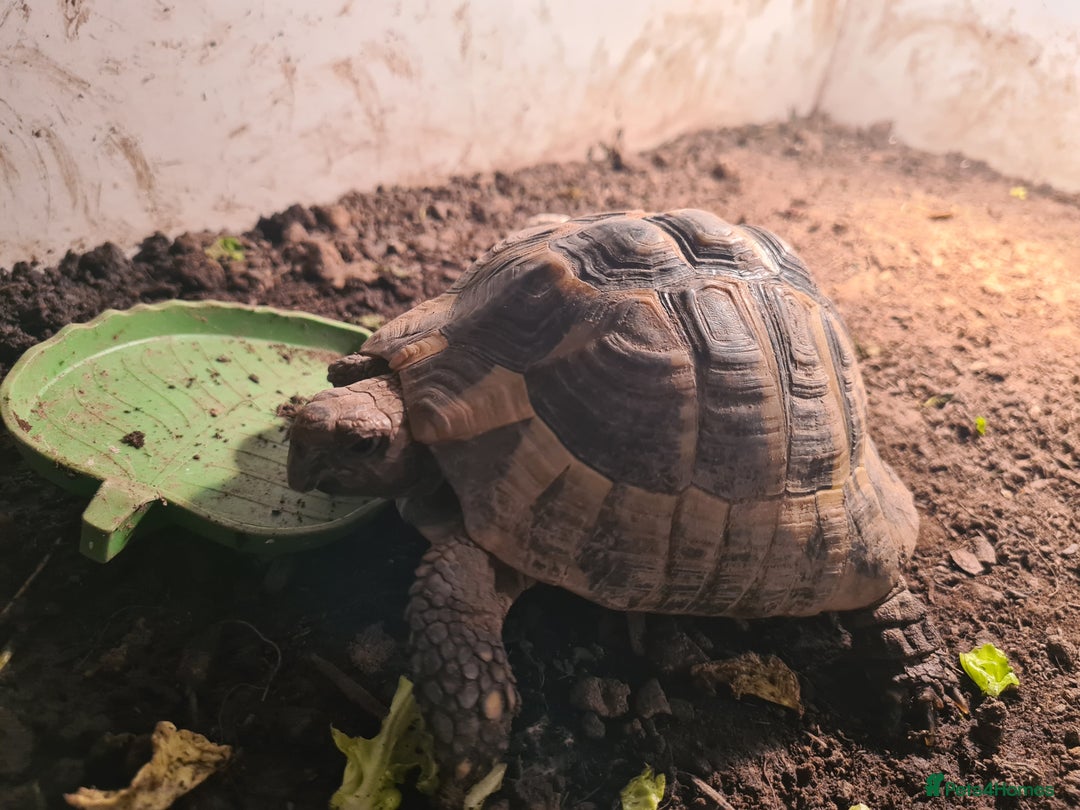 Tortoise reptiles for sale: Spur-thighed tortoise with vivarium  - Advert 1