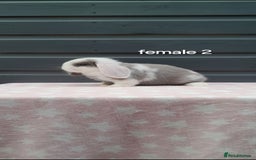 Mini Lop rabbits for sale: Gorgeous mini lop rabbits ready now  - Image 3