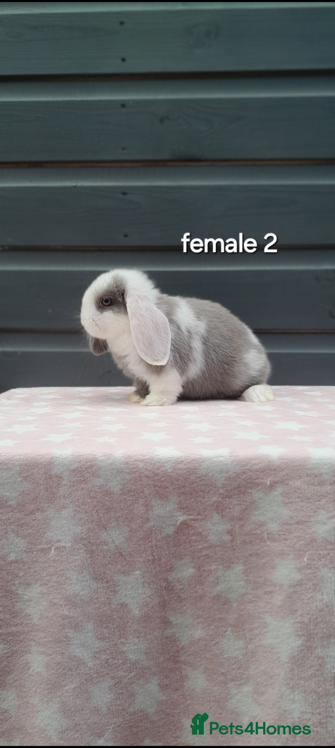 Mini Lop rabbits for sale: Gorgeous mini lop rabbits ready now  - Image 3