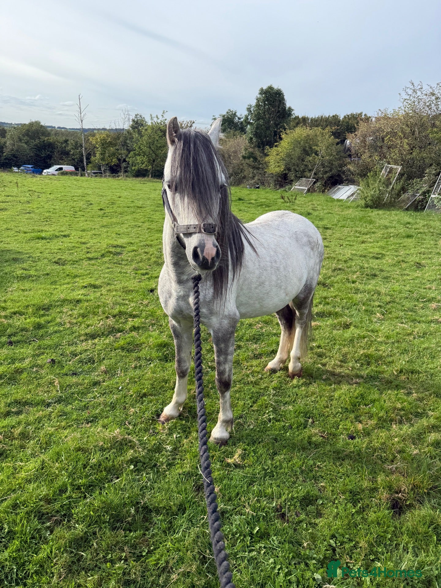 Welsh Section A horses 5yo Welsh Section A Gelding  - Advert 4