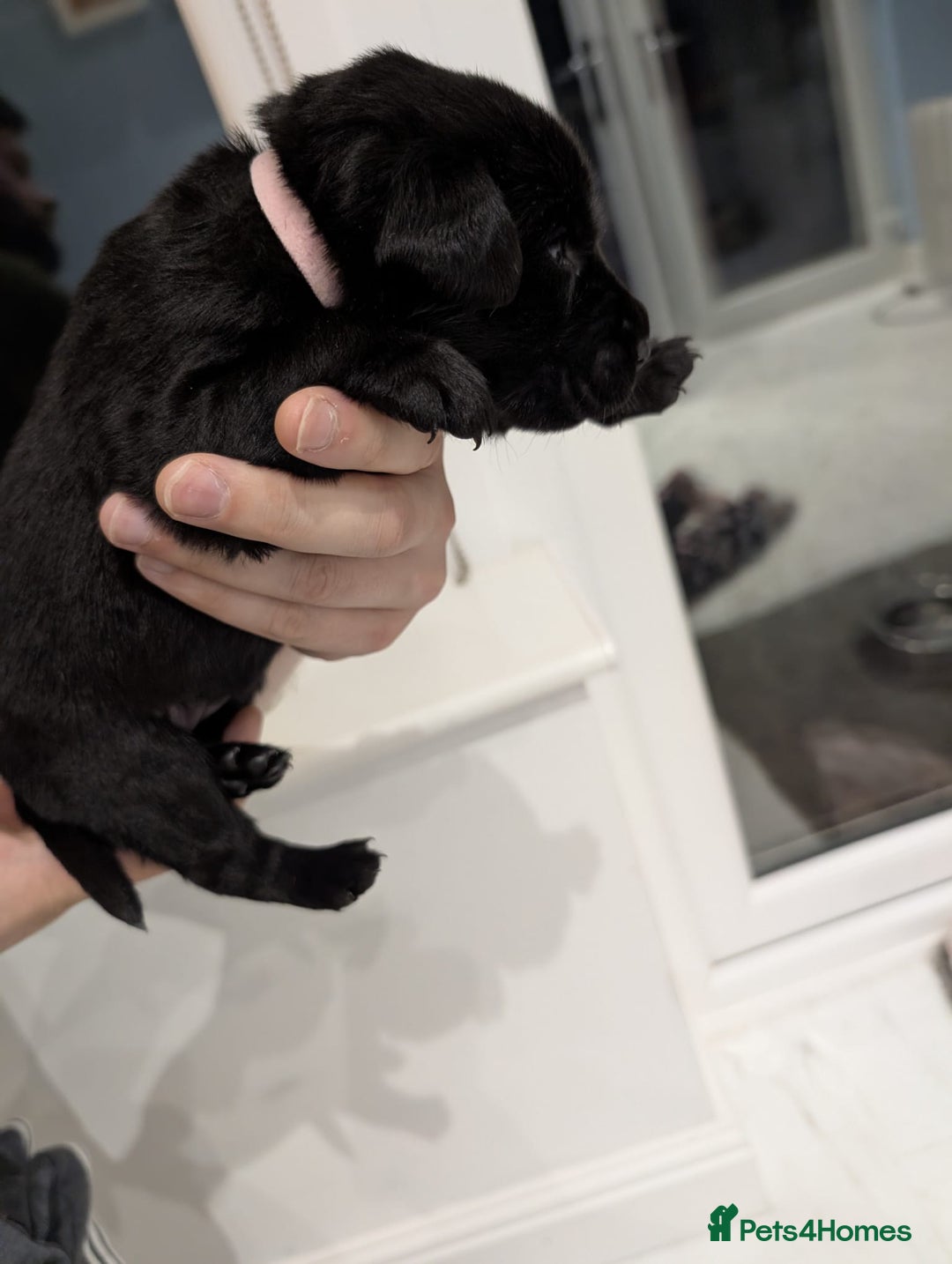 Labrador Retriever dogs for sale: Beautiful Labrador puppys  - Image 22